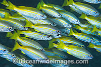 Big-eye Snapper Lutjanus lutjanus Photo - Gary Bell