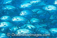 Schooling Big-eye Trevally Caranx sexfasciatus Photo - Gary Bell
