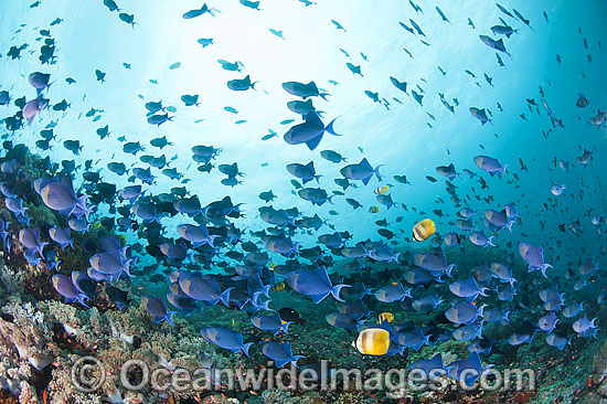Schooling Blue Triggerfish Odonus niger photo Schooling Blue Triggerfish Odonus niger photo