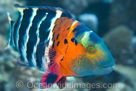 Scarlet-breasted Maori Wrasse photo Scarlet-breasted Maori Wrasse photo