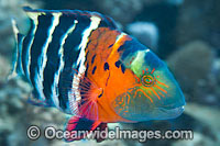 Scarlet-breasted Maori Wrasse Photo - Gary Bell
