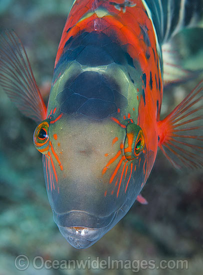 Scarlet-breasted Maori Wrasse Cheilinus fasciatus photo Scarlet-breasted Maori Wrasse Cheilinus fasciatus photo