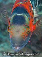 Scarlet-breasted Maori Wrasse Cheilinus fasciatus Photo - Gary Bell