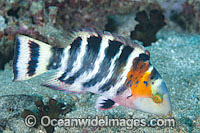 Scarlet-breasted Maori Wrasse Photo - Gary Bell