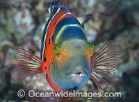 Blue-stripe Flasher Wrasse Cirrhilabrus cf temminckii Photo - Gary Bell