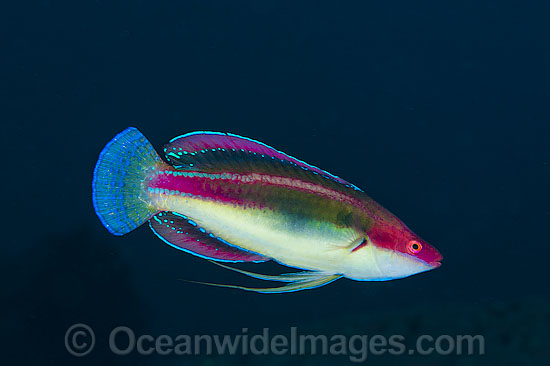 Cheek-lined Wrasse photo Cheek-lined Wrasse photo