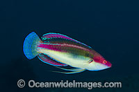 Cheek-lined Wrasse Photo - Gary Bell