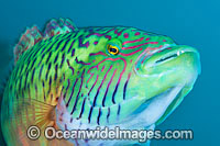 Cheek-lined Wrasse Photo - Gary Bell