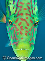 Cheek-lined Wrasse Photo - Gary Bell