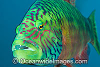 Cheek-lined Wrasse Photo - Gary Bell