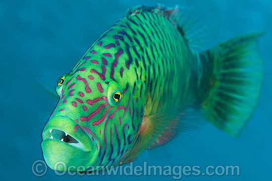 Cheek-lined Wrasse photo Cheek-lined Wrasse photo