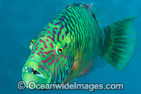 Cheek-lined Wrasse Photo - Gary Bell