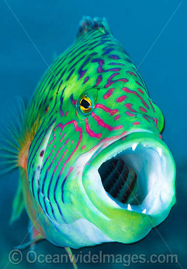 Cheek-lined Wrasse photo Cheek-lined Wrasse photo