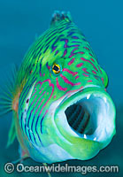 Cheek-lined Wrasse Photo - Gary Bell