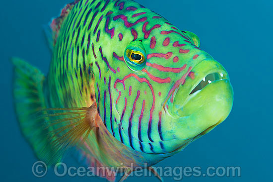 Cheek-lined Wrasse photo