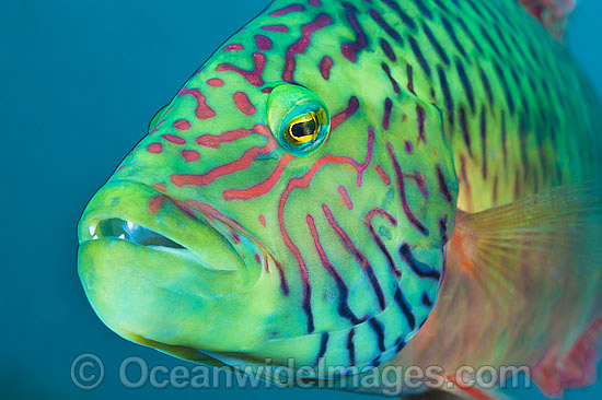 Cheek-lined Wrasse photo Cheek-lined Wrasse photo