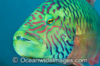 Cheek-lined Wrasse Photo - Gary Bell
