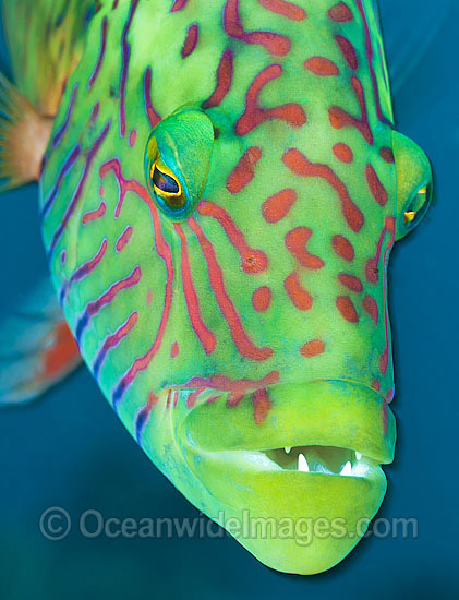 Cheek-lined Wrasse photo Cheek-lined Wrasse photo
