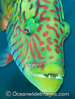 Cheek-lined Wrasse Photo - Gary Bell