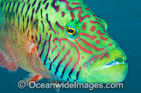 Cheek-lined Wrasse Photo - Gary Bell