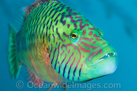 Cheek-lined Wrasse photo Cheek-lined Wrasse photo