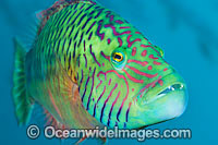 Cheek-lined Wrasse Photo - Gary Bell