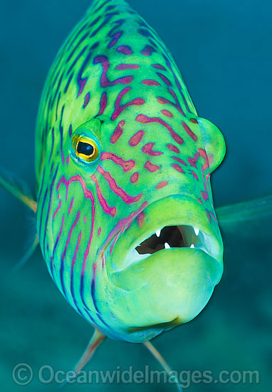 Cheek-lined Wrasse photo Cheek-lined Wrasse photo