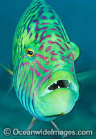 Cheek-lined Wrasse Photo - Gary Bell