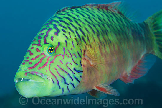 Cheek-lined Wrasse photo Cheek-lined Wrasse photo