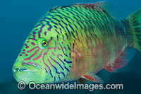 Cheek-lined Wrasse Photo - Gary Bell