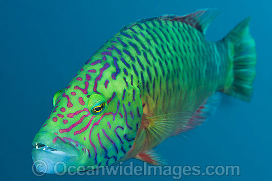 Cheek-lined Wrasse photo Cheek-lined Wrasse photo