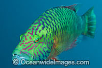 Cheek-lined Wrasse Photo - Gary Bell