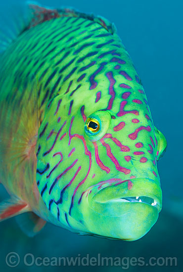 Cheek-lined Wrasse photo