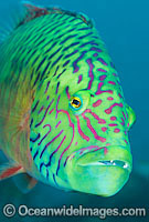 Cheek-lined Wrasse Photo - Gary Bell