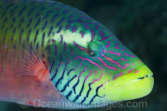 Cheek-lined Wrasse photo Cheek-lined Wrasse photo