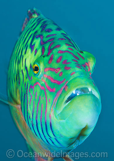 Cheek-lined Wrasse photo Cheek-lined Wrasse photo