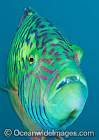 Cheek-lined Wrasse Photo - Gary Bell