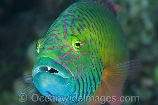 Cheek-lined Wrasse photo Cheek-lined Wrasse photo