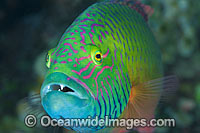 Cheek-lined Wrasse Photo - Gary Bell