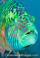 Cheek-lined Wrasse Photo - Gary Bell