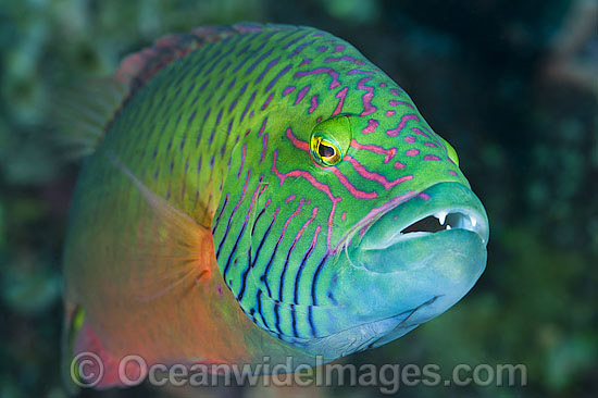 Cheek-lined Wrasse photo Cheek-lined Wrasse photo