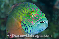 Cheek-lined Wrasse Photo - Gary Bell