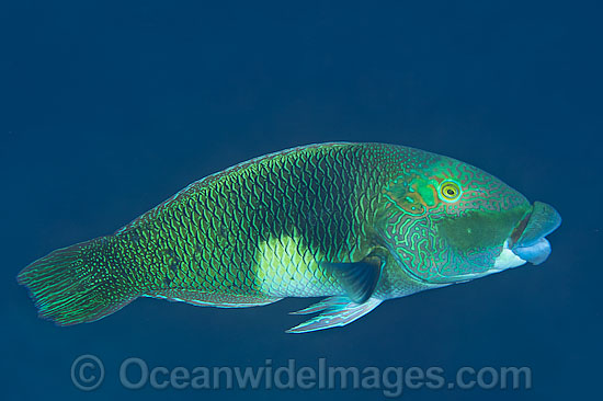 Half-and-Half Wrasse Hemigymnus melapterus photo