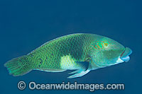 Half-and-Half Wrasse Hemigymnus melapterus Photo - Gary Bell