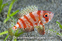 Silver Bigeye Priacanthus blochii Photo - Gary Bell