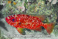Robust Bigeye Priacanthus sagittarius Photo - Gary Bell