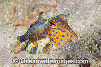 Thorny-back Cowfish Lactoria fornasini Photo - Gary Bell