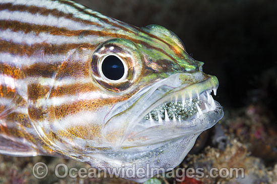 Intermediate Cardinalfish with eggs in mouth photo Intermediate Cardinalfish with eggs in mouth photo