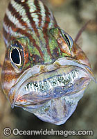 Intermediate Cardinalfish with eggs in mouth Photo - Gary Bell