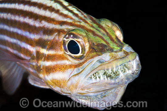 Male Cardinalfish with eggs in mouth photo Male Cardinalfish with eggs in mouth photo